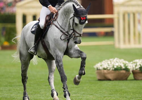 1m55; Max Kuhner &  Eic Up Too Jacco Blue. Photo(c) Rolex/Sportfot