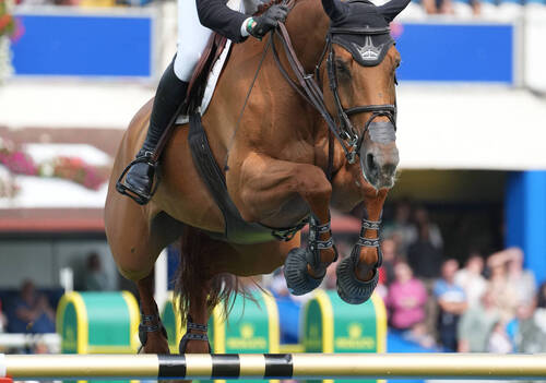 Description de l'image