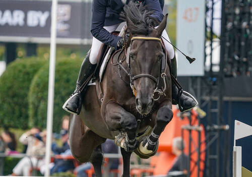 Niels Bruynseels (BEL) riding Matador during the Brussels Stephex Masters on August 25, 2023 in Brussels, Belgium. (Photo by Pierre Costabadie/Icon Sport)