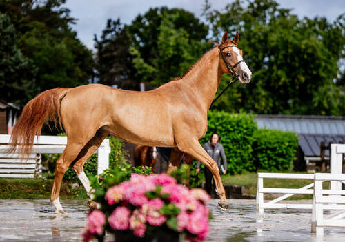 Description de l'image