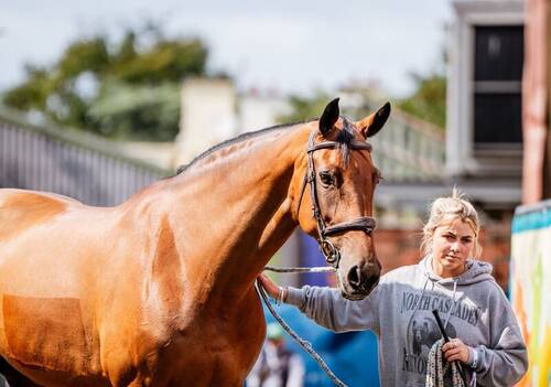 VET CHECK @ROLEXSERIES