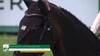 Nicola Philippaerts avec Katanga V/h Dingeshof - CSIO 5* La Baule 2025 - Manche 1