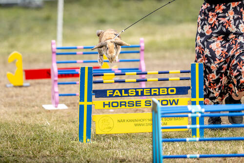 rabbit falsterbo