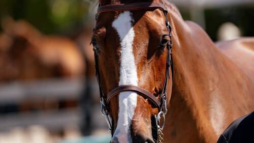 Winter Equestrian Festival - Rolex Finale Week 2026
